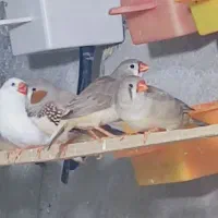 فنچ کینگ مولد