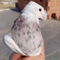 طوقی هفت رنگ