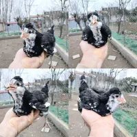 نیمچه خروس و مرغ جوجه گلین