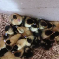 جوجه اردک اسرائیلی