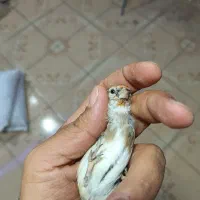 سهره کرمونی و سر سیاه|پرنده|شیراز, گل سرخ|دیوار