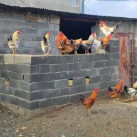 خروس محلی زیر یک سال سنگین برای نذری|حیوانات مزرعه|صحنه, |دیوار