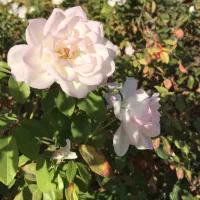 اجاره ویلایی مستقل