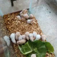 همستر|موش و خرگوش|مشهد, توس (بلوار توس)|دیوار