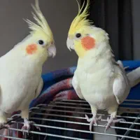 لوتینو شاه تخم