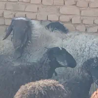 بره نر|حیوانات مزرعه|کویرات, |دیوار