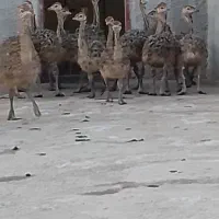 فروش جوجه شترمرغ یک‌ماهه