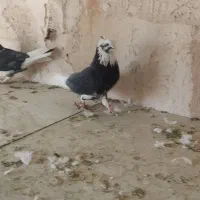 کبوتر شازده مشکی|پرنده|خمینی‌شهر, |دیوار