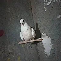 کفتر طوقی هفرنگ