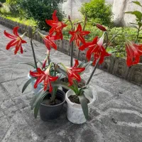 گل طبیعی و شاداب