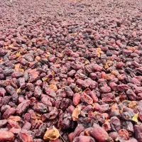 خریدار (پون) ضایعات خرما|خدمات پیشه و مهارت|سیب و سوران, |دیوار