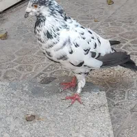 نرسوسکی شاپرسیاه خوشگل قلدور