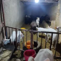 فروش سی و یک  عدد بز سانن اصل و گوسفند و بره