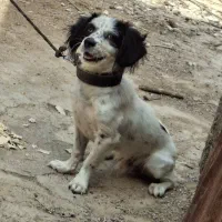 سگ اشپیتز|سگ|شیراز, گچی|دیوار