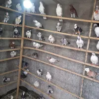 کبوتر پرشی