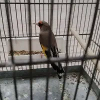 سهره دورگ جوجه قفس داغسر رام رام