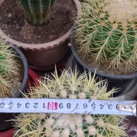 کاکتوس اچینو تیغ زرد سطل ۳|گل و گیاه طبیعی|باسمنج, |دیوار