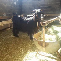 کلار ناری درجه یک|حیوانات مزرعه|شهرکرد, |دیوار