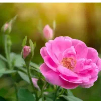 فروش گل محمدی