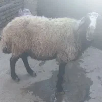 نر جوان 80کیلو