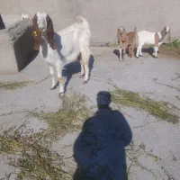 شاه بز پاکستانی دوقلو فریمان