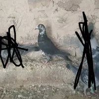 نر کفتر نسل سینه سفید بزن بهادر|پرنده|نیمبلوک, |دیوار