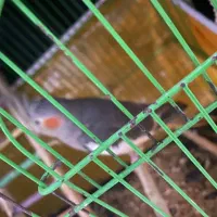 عروس‌هلندی مولد