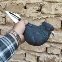نرو ماده|پرنده|شیراز, محراب|دیوار