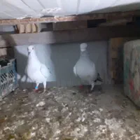 جفت|پرنده|نیشابور, هفده شهریور|دیوار