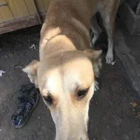 سگ گمشده مژدگانی|حیوانات|کرمان, |دیوار