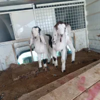 بزغال فروشی جفت6500