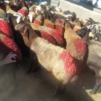میش جوان داشتی