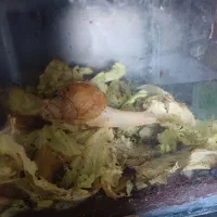 فروش حلزون آلبینو سوپر مولد