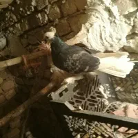 کفتر|پرنده|گلپایگان, |دیوار