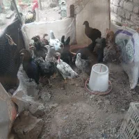 نوچه مرغ خروس