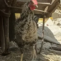 خروس