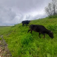 گاو گوساله نر