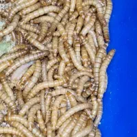 میلورم زنده