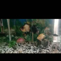 ماهی گوشت خوار