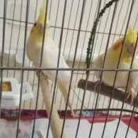 عروس هلندی|پرنده|تبریز, |دیوار