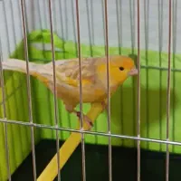 قناری نر بخون فائو