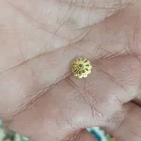 گمشده