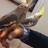 عروس هلندی دستی ابلغ و خاکستری|پرنده|مشهد, شهید قربانی|دیوار