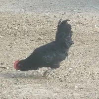 مرغ و خروس سیاه. مشکی کشتن رایگان چشم نظر