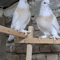 کفتر ترکیه ای عروسک