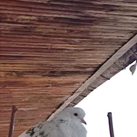 کبوتر خوشگل پرشی نشاندار جفتی|پرنده|رشت, گیل|دیوار