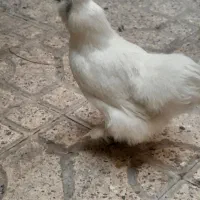 مرغ وخروس ابریشمی مرندی