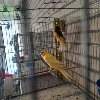 قناری رسمی بلند