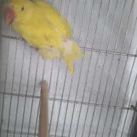 طوطی ملنگوزرد|پرنده|بیرجند, |دیوار