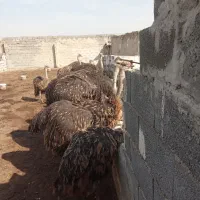 شترمرغ  هم برای نگهداری هم برای قربانی حدوددومترقد